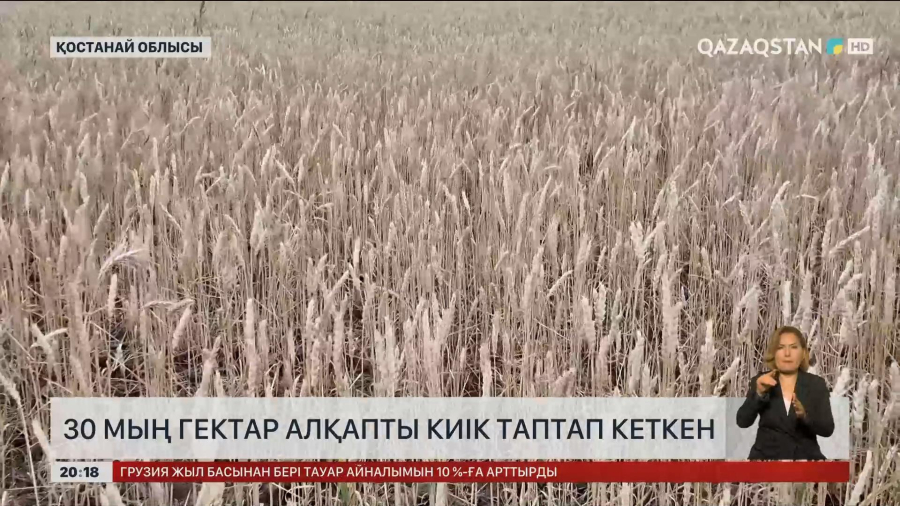 Қостанай облысында 30 мың гектар алқапты киік таптап кеткен