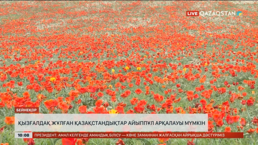 Қызғалдақ жұлған қазақстандықтар айыппұл арқалауы мүмкін