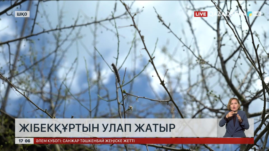 ШҚО-да жібекқұрт қаптаған аумақтарды улай бастады