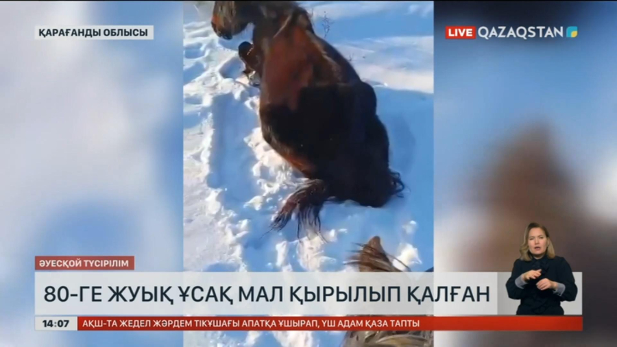 Қарағанды облысында 80-ге жуық ұсақ мал қырылып қалған