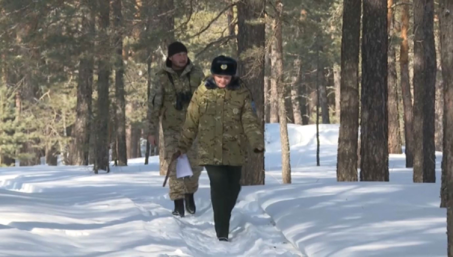 Ақмола облысында Орман шаруашылығы саласында 400-ден астам әйел еңбек етеді